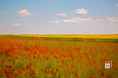 impressionist photography coquelicots